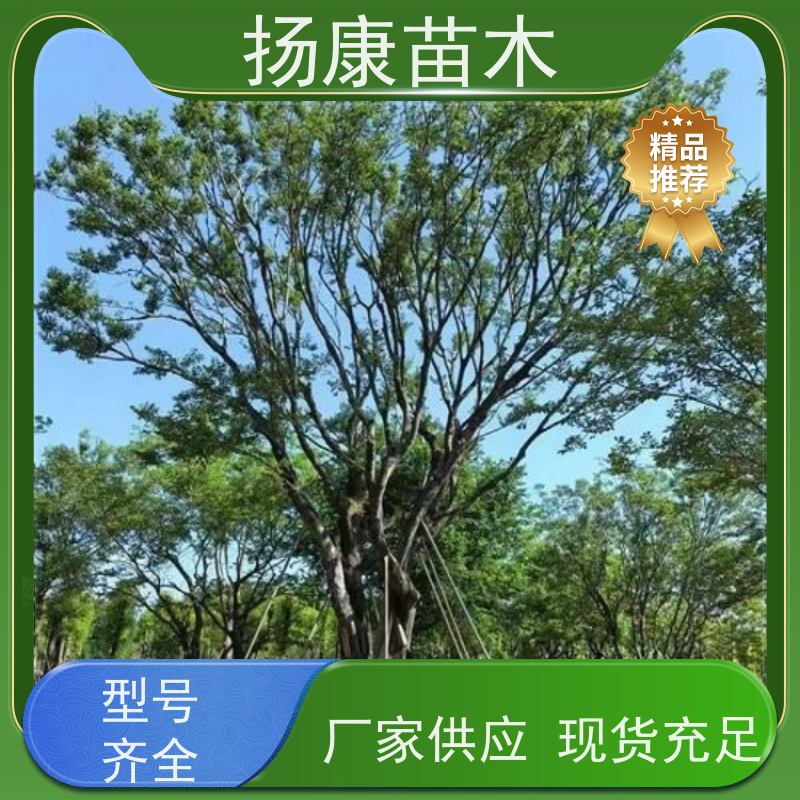 18公分丛生朴树 扬康苗木 抗风抗烟滞尘 容易存活 生长速度快