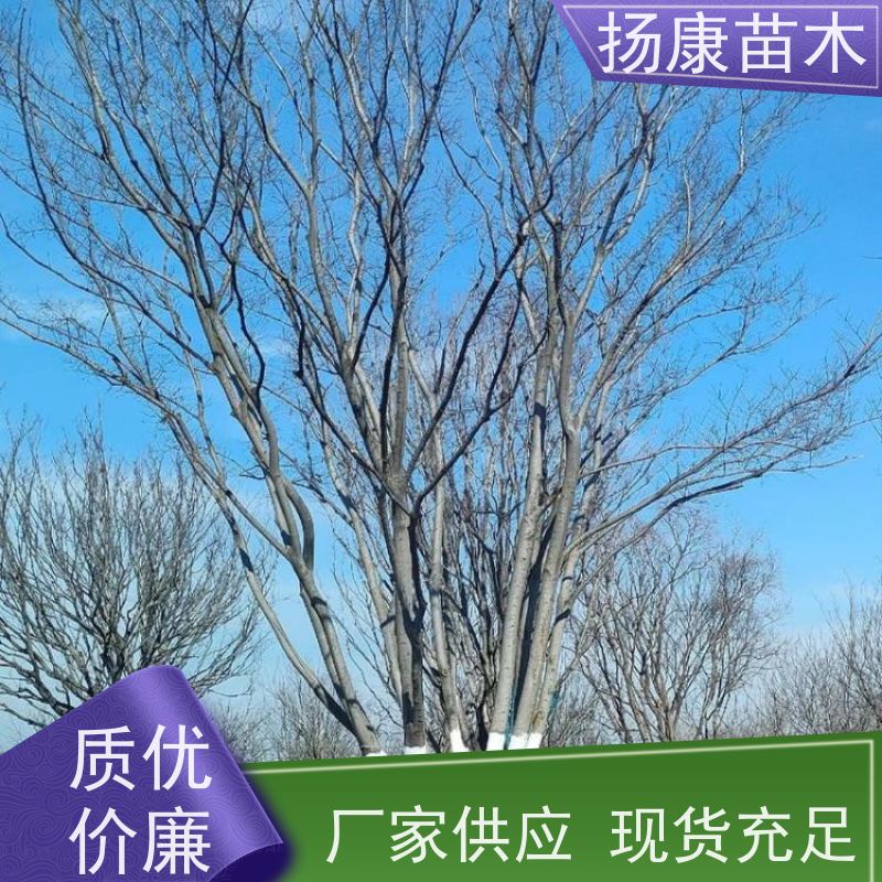 5米丛生朴树 扬康苗木 对土壤要求不严 有一定耐干旱能力 带土球发货