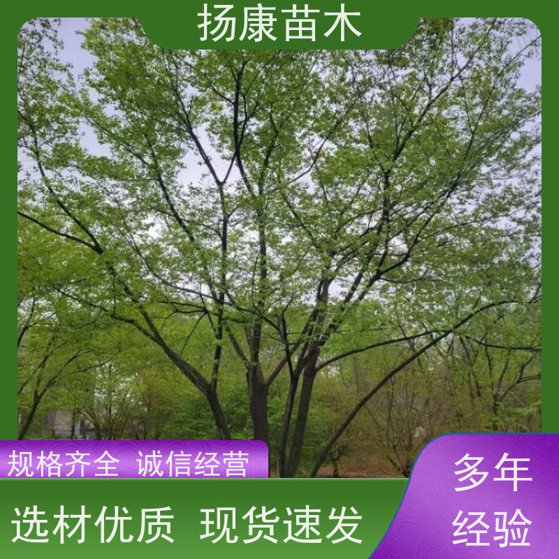 多分枝丛生朴树 扬康苗木 露地 观形 主干高2.8m 风景树
