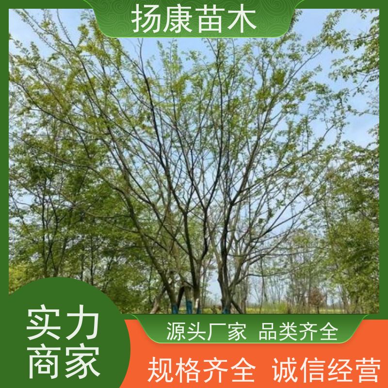 30公分丛生朴树 扬康苗木 抗风抗烟滞尘 容易存活 生长速度快 观赏风景