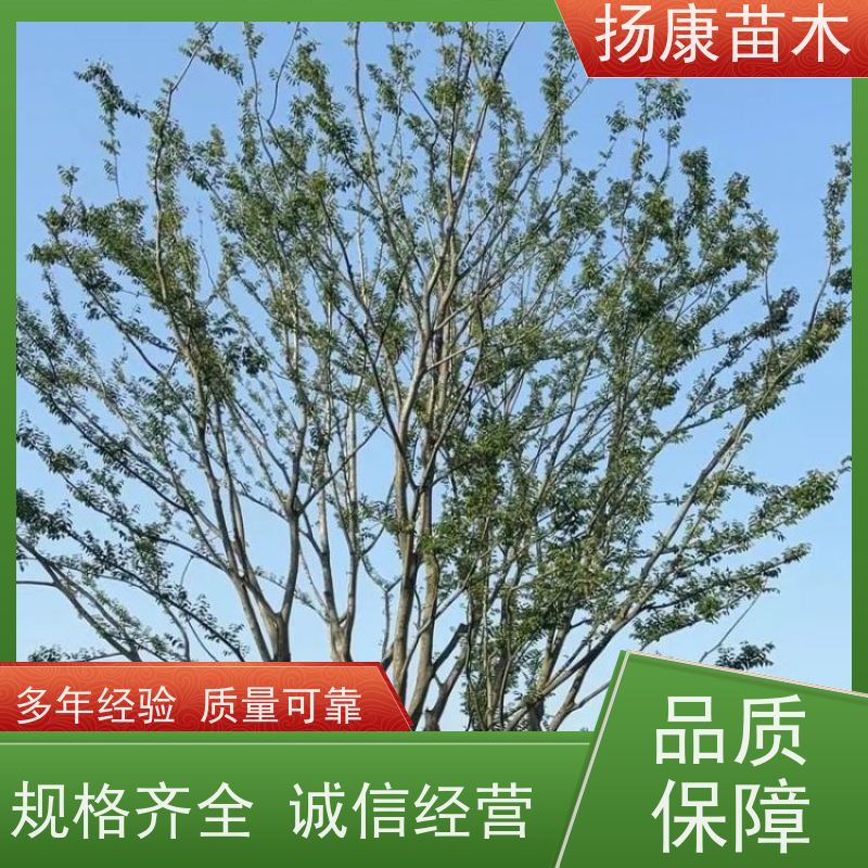 15公分丛生朴树 扬康苗木 城市绿化工程行道树 现挖现发 基地直售