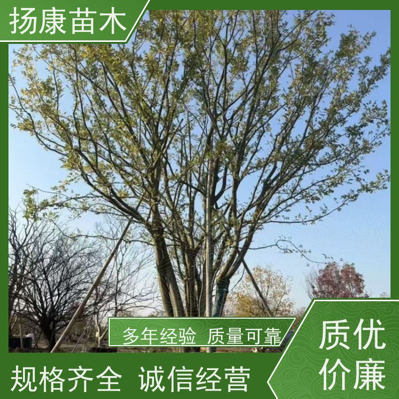 22 公分丛生朴树 扬康苗木 大型乔木种植基地 工程行道树 存活率高