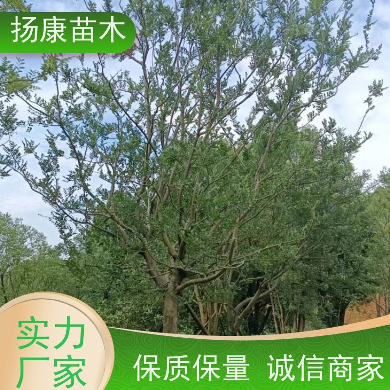 7米丛生朴树 扬康苗木 对土壤要求不严 有一定耐干旱能力 带土球发货