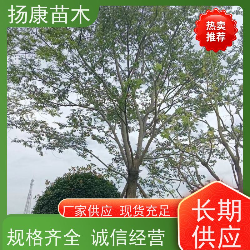 丛生朴树5米 扬康苗木 庭院植物观赏树大型绿化树 适应能力强