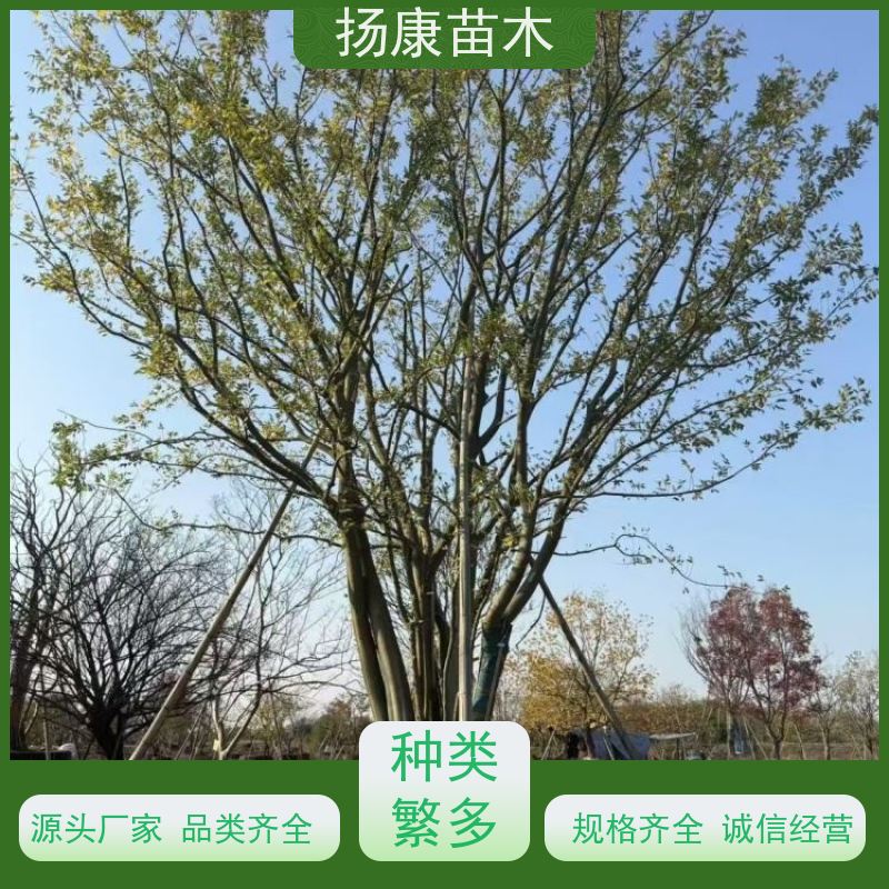10公分丛生朴树 扬康苗木 冠幅5米 高度6米 耐寒 易成活
