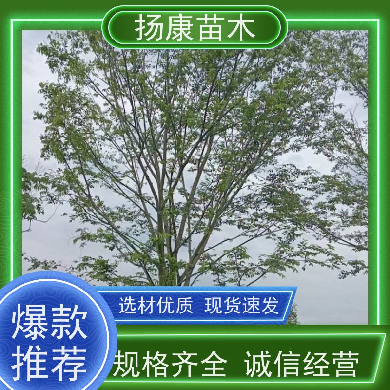 丛生朴树6米 扬康苗木 各规格齐全 景区园林绿化工程行道树