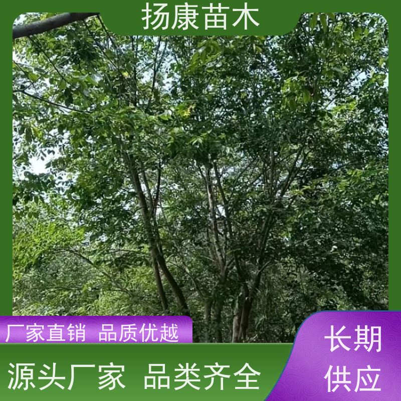 丛生朴树10米 扬康苗木 园林行道绿化露地栽培 根系发达