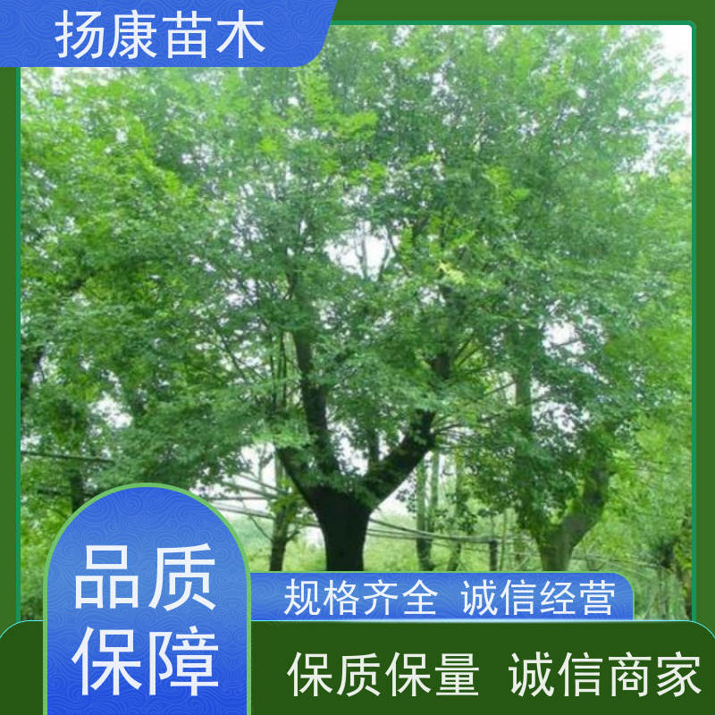 80公分丛生朴树 扬康苗木 大型乔木种植基地 工程行道树 存活率高