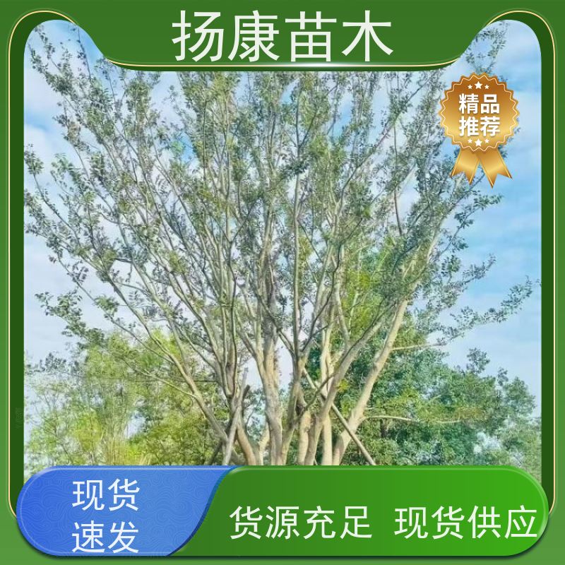 80公分丛生朴树 扬康苗木 园林行道绿化露地栽培 根系发达