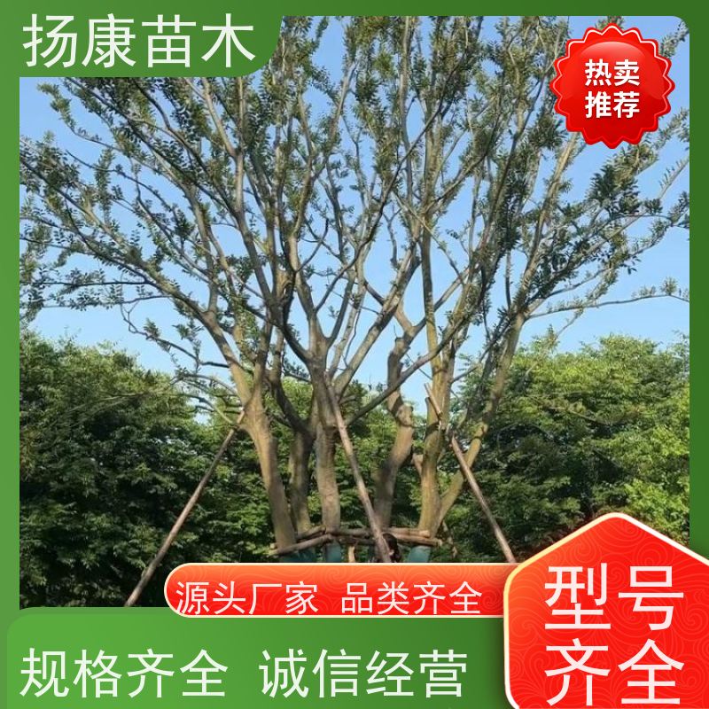 丛生朴树8米 扬康苗木 对土壤要求不严 有一定耐干旱能力 带土球发货