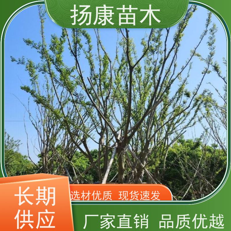 7米丛生朴树 扬康苗木 园林景观工程用 自然树冠造型美