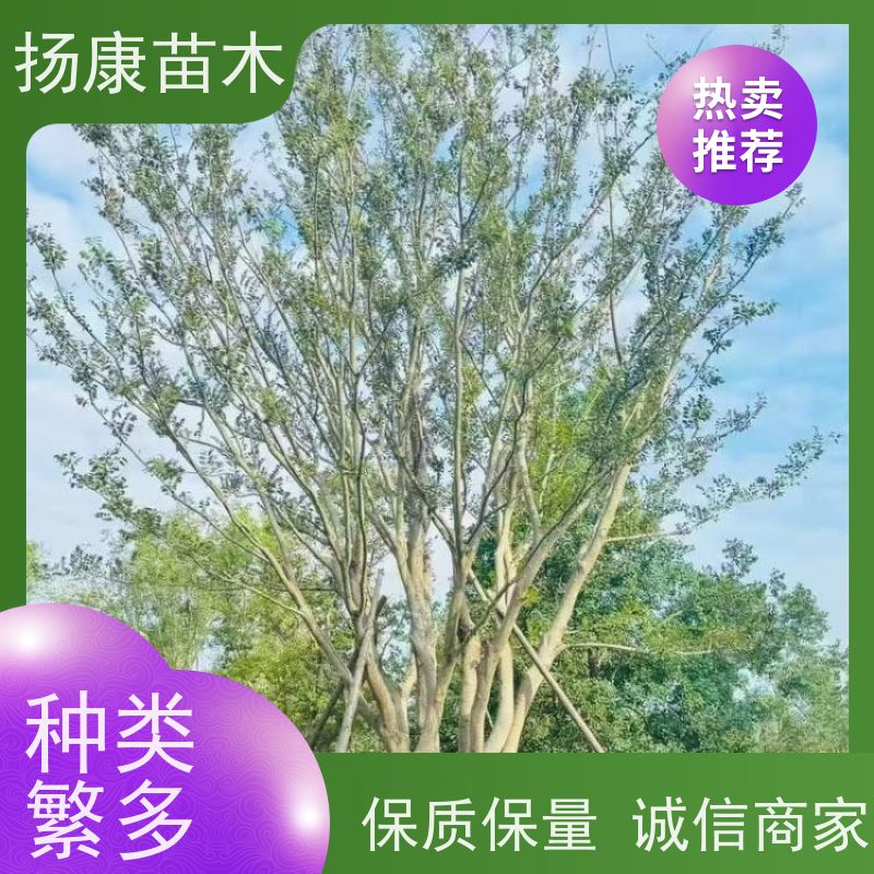 5米丛生朴树 扬康苗木 叶色鲜艳 街道造型装饰树 自产自销