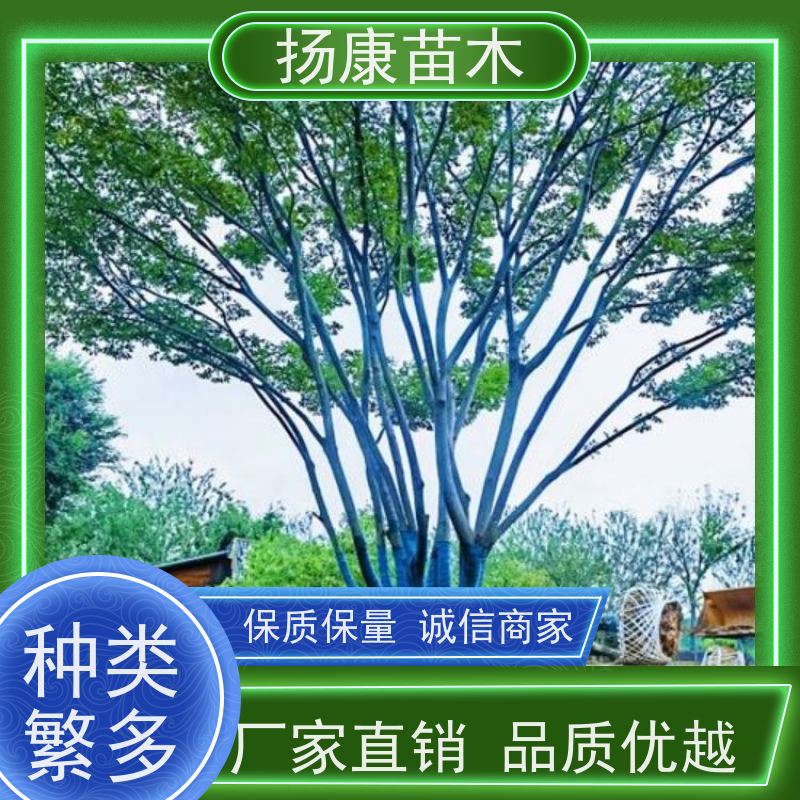 丛生朴树10米 扬康苗木 冠幅5米 高度6米 耐寒 易成活