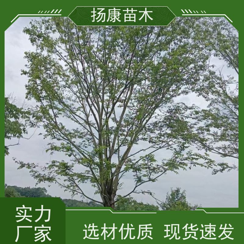 丛生朴树9米 扬康苗木 树形优美 多分支 枝叶茂盛
