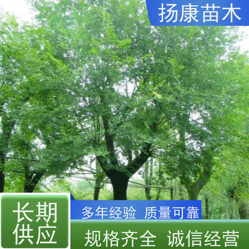 丛生朴树 扬康苗木 园林景观工程用 自然树冠造型美