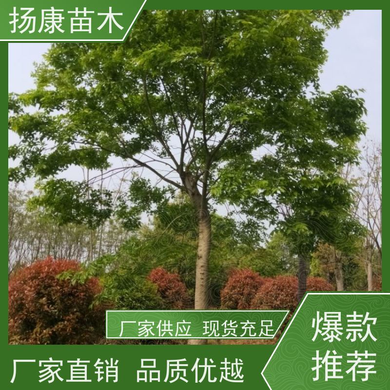 50公分丛生朴树 扬康苗木 园林行道绿化露地栽培 根系发达
