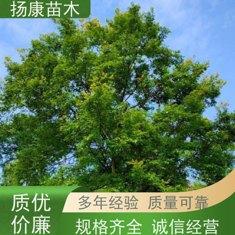 20公分丛生朴树 扬康苗木 耐寒适应力较强适合公园庭院街道公路荫树