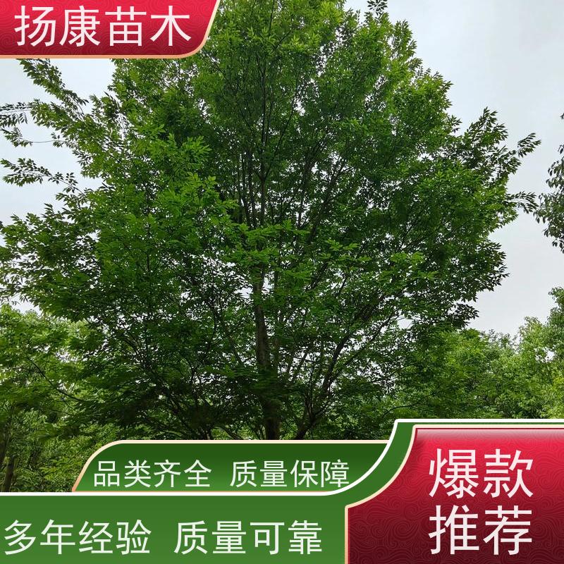 18公分乐昌含笑 公园绿化 露地种植 适应性强 种类齐全