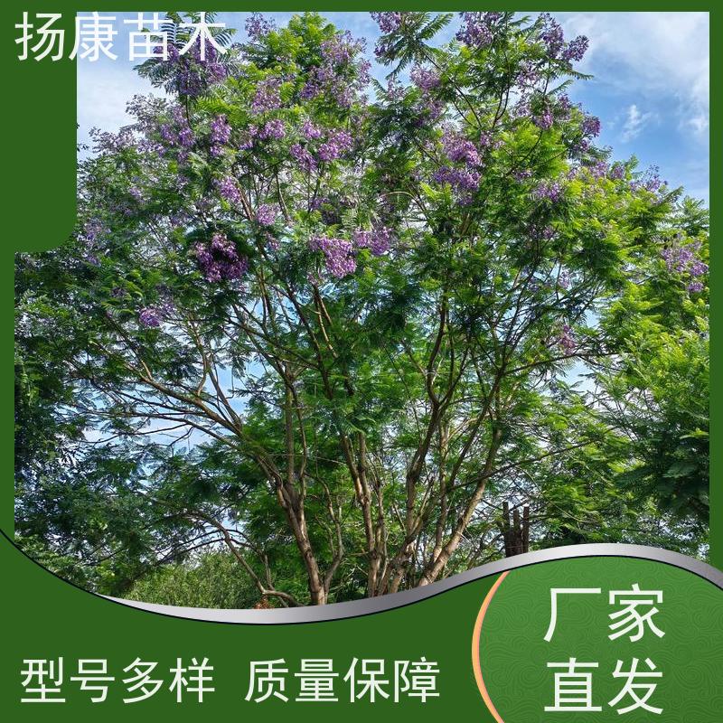 14公分乐昌含笑 园林景区栽植 精致美丽 批发销售
