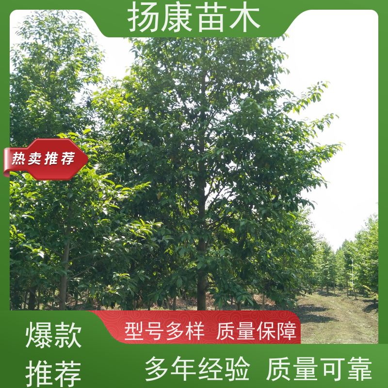 8公分乐昌含笑 树形优美 工厂绿化可用 苗木批发