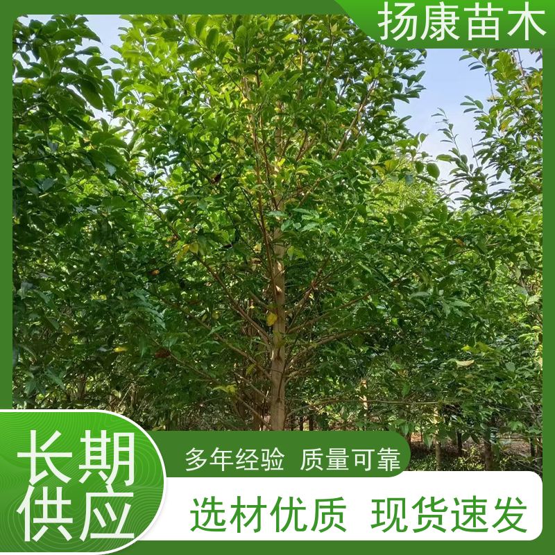18公分乐昌含笑 树形优美 工厂绿化可用 高成活率