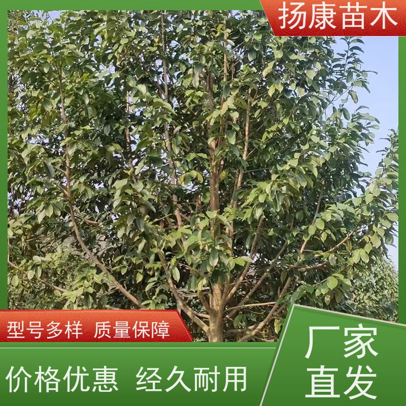8公分乐昌含笑 竖形常绿灌木绿植适用于园林绿化 种类齐全