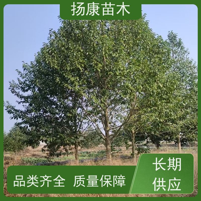 30公分乐昌含笑 园林景区栽植 精致美丽 现挖现发