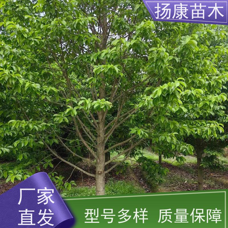 16公分乐昌含笑 花木基地 公园绿化行道树 种类齐全
