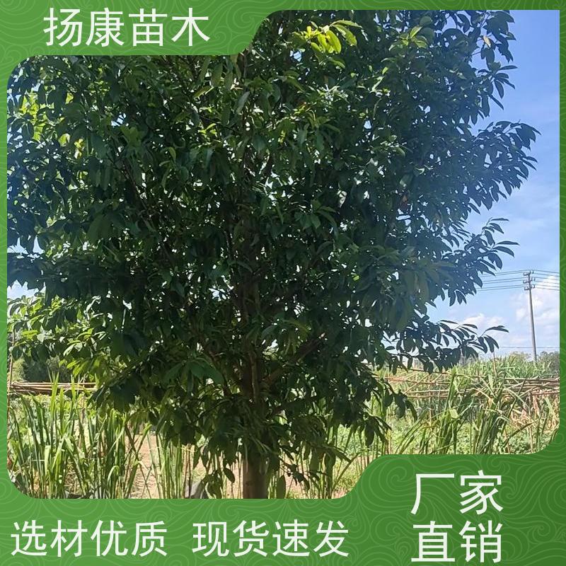 15公分乐昌含笑 行道树系列树种养护 树形优美 大量供应