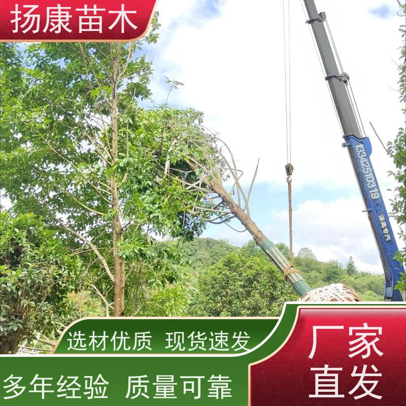 20公分乐昌含笑 竖形常绿灌木绿植适用于园林绿化 高成活率