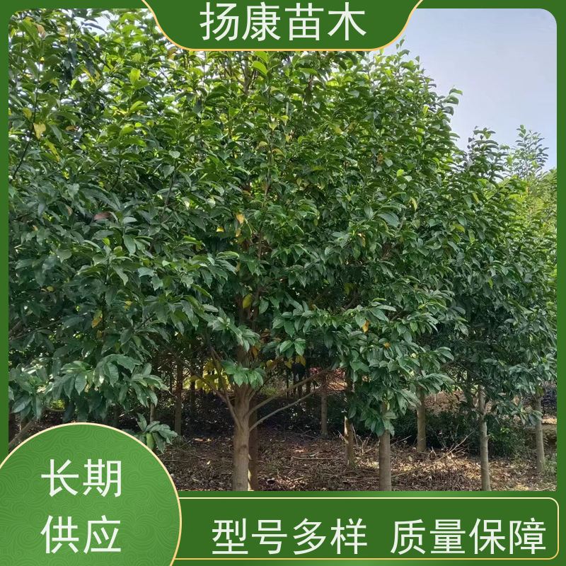 11公分乐昌含笑 行道树系列树种养护 树形优美 种类齐全