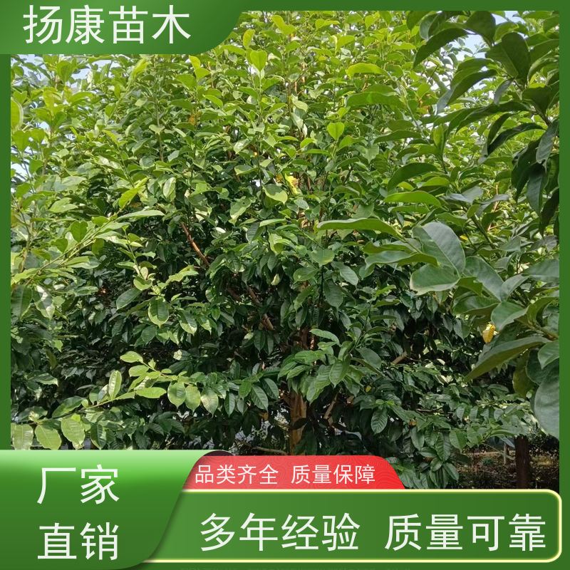 16公分乐昌含笑 园林景区栽植 精致美丽 种类齐全