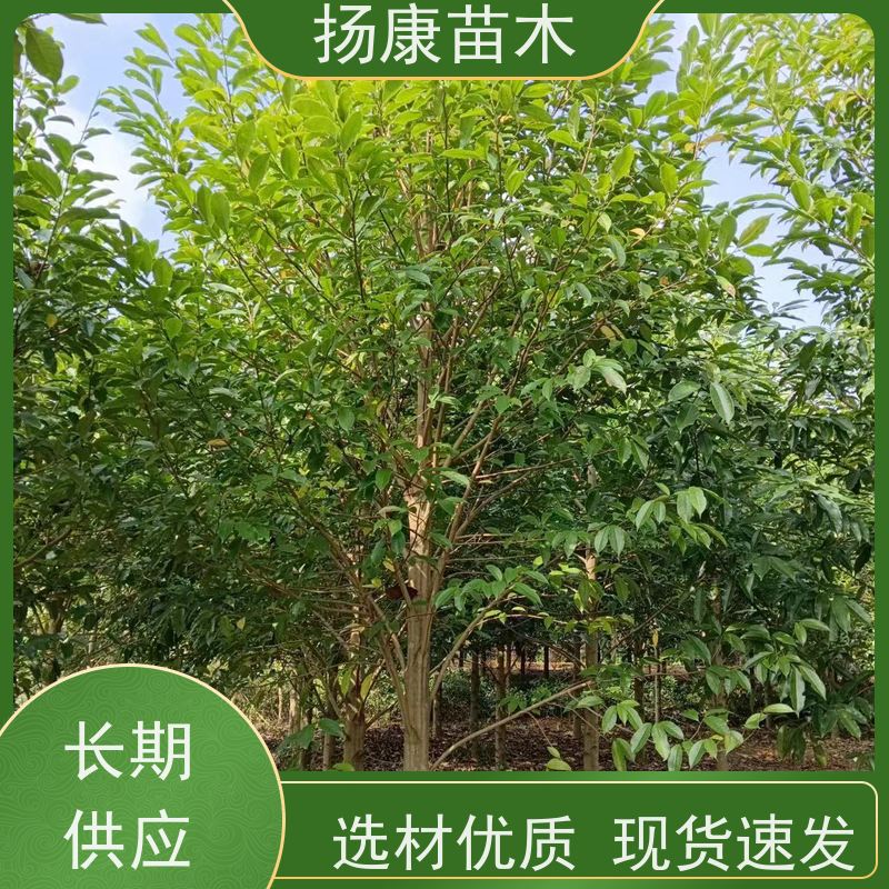 17公分乐昌含笑 行道树系列树种养护 现挖现发