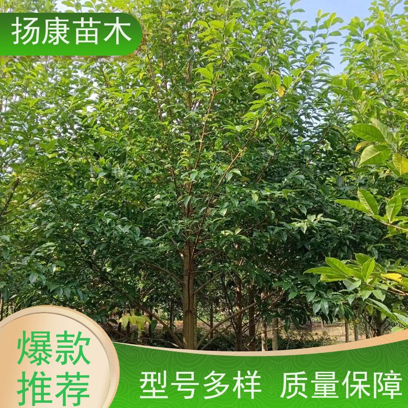 40公分乐昌含笑 行道树系列树种养护 树形优美 基地直供 