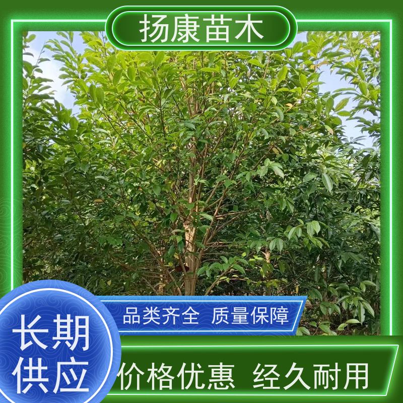 18公分乐昌含笑 花木基地 公园绿化行道树 现挖现发