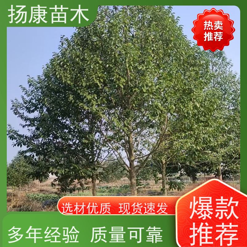 16公分乐昌含笑 园林景区栽植 精致美丽 易成活