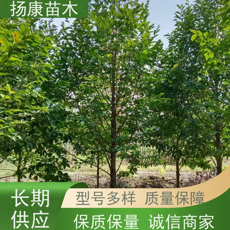 17公分乐昌含笑 园林景区栽植 精致美丽 易成活