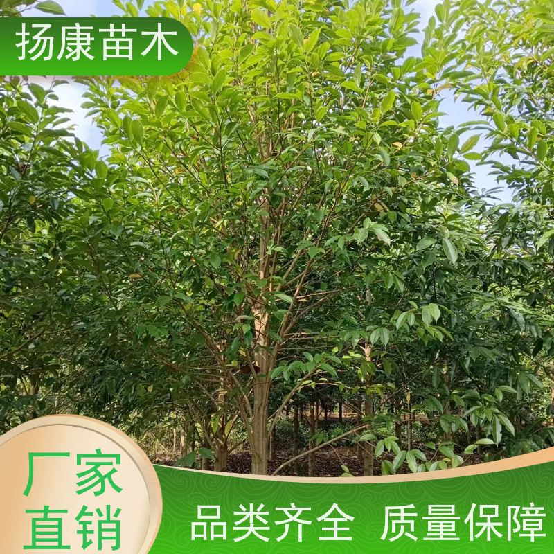 40公分乐昌含笑 园林庭院造景植物 适用性强 苗木批发