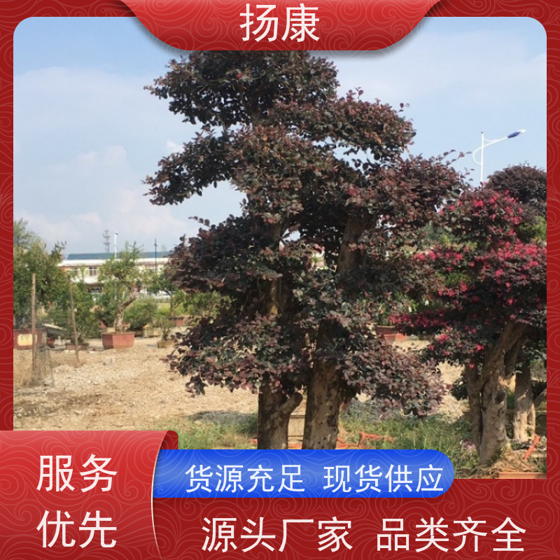 扬康 红花继木古桩 5m高造型 多种规格桩景 基地直发