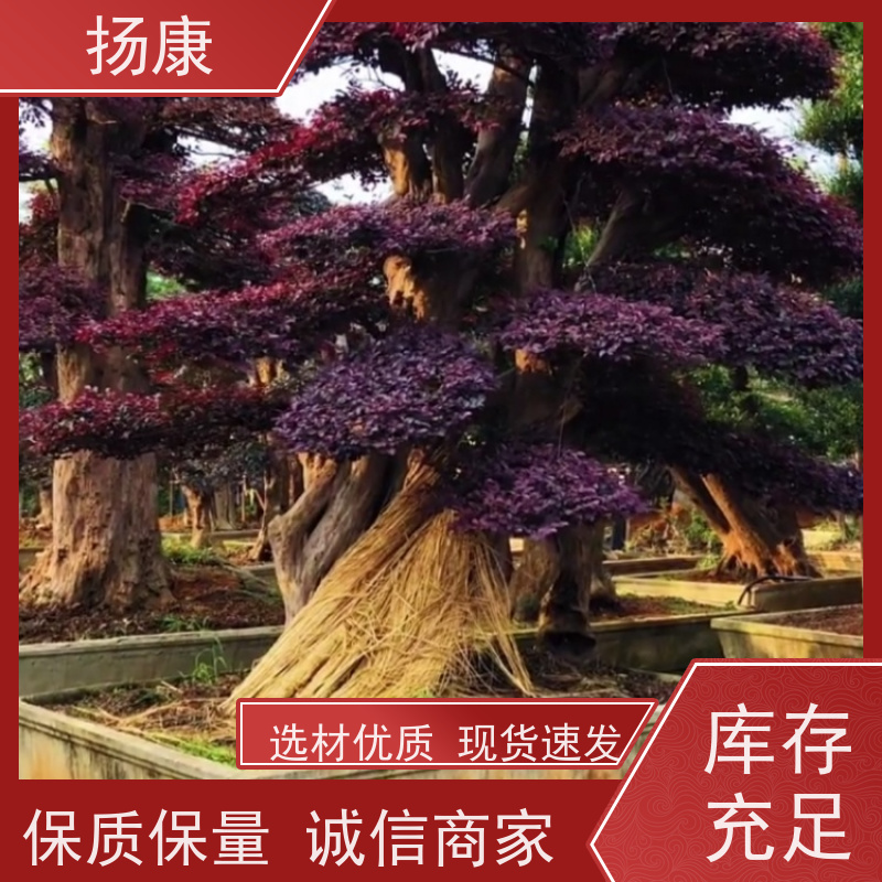 扬康 精品造型红花继木古桩 应用广泛，价值多元