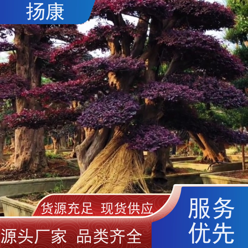 扬康 大型红花继木桩 园林景区观景苗木 绿化工程栽植