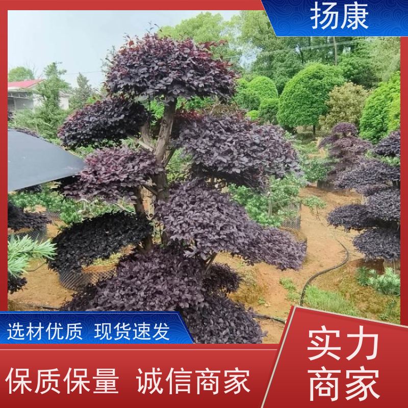 扬康 红花继木古桩 园林别墅庭院绿化桩 多种规格品种齐全