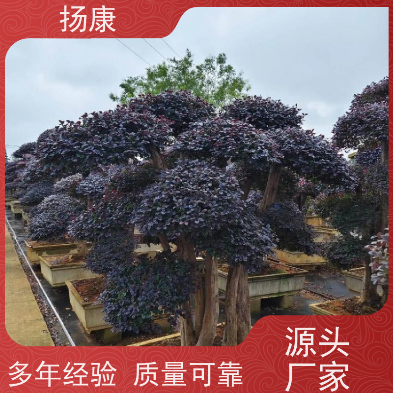 扬康 30公分红花继木桩 5m高造型 多种规格桩景 基地直发