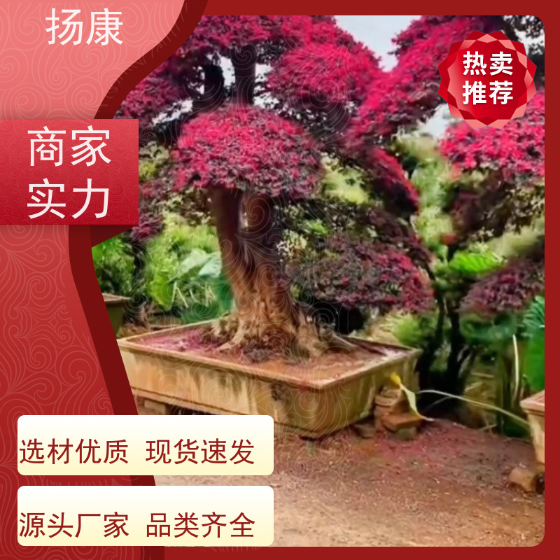 扬康 红花继木桩 园林别墅庭院绿化桩 多种规格品种齐全
