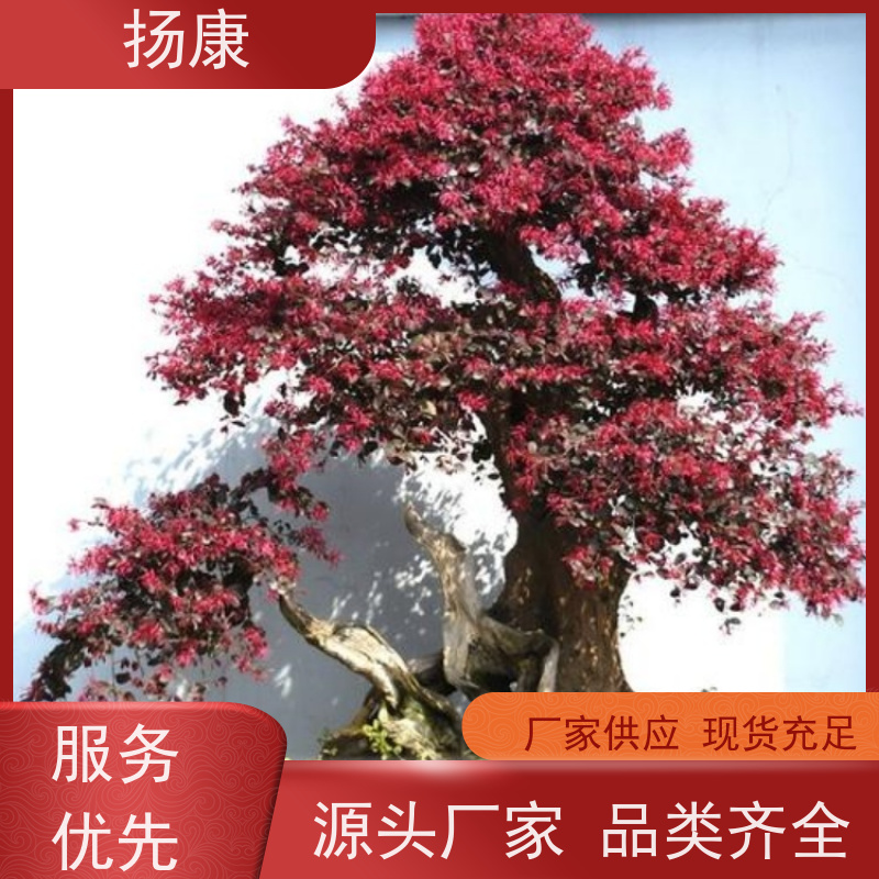 扬康 红花继木桩 5m高造型 多种规格桩景 基地直发