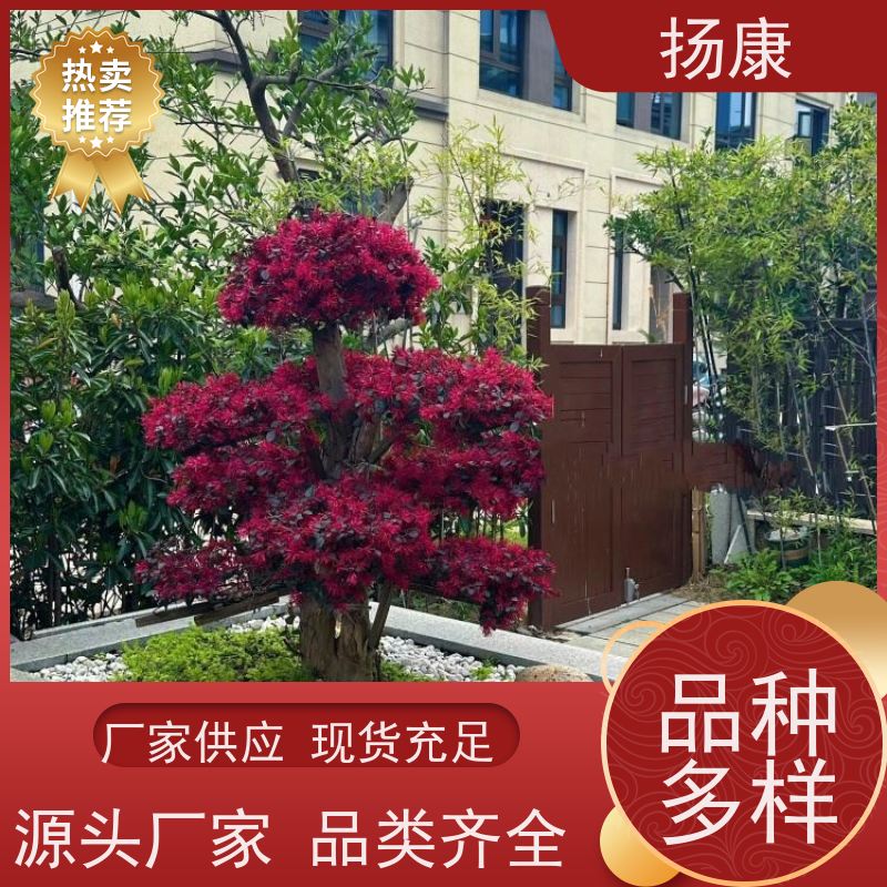 扬康 红花继木古桩 特形红桎木桩 庭院绿化优选