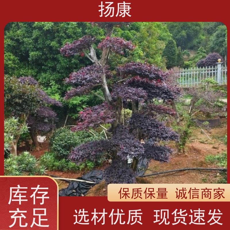 扬康 20公分红花继木桩 耐修剪与蟠扎，枝条可塑性强