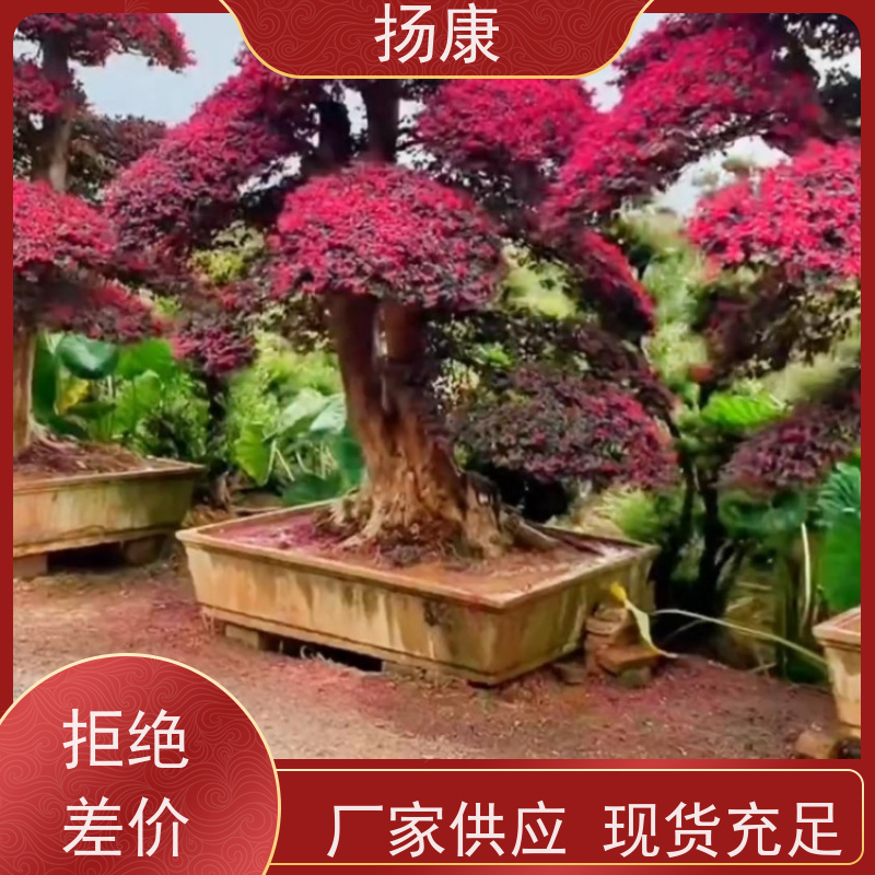 扬康 20公分红花继木桩 景区园林绿化工程苗 庭院造景栽植观赏苗