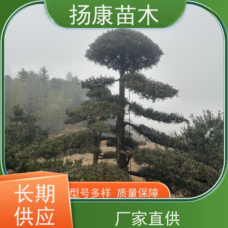 扬康苗木 黑松 迎客松别墅庭院绿化树 造型罗汉松