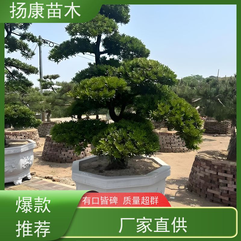 扬康苗木 规格齐全 形状优美 风景绿化树 基地供应 小叶罗汉松